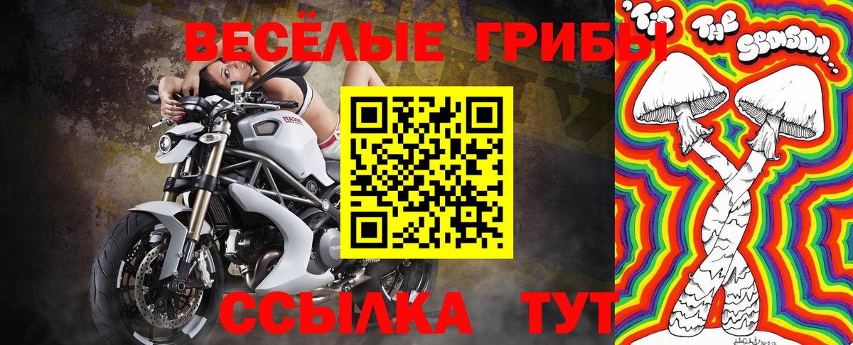 Псилоцибиновые грибы GOLDEN TEACHER Котовск